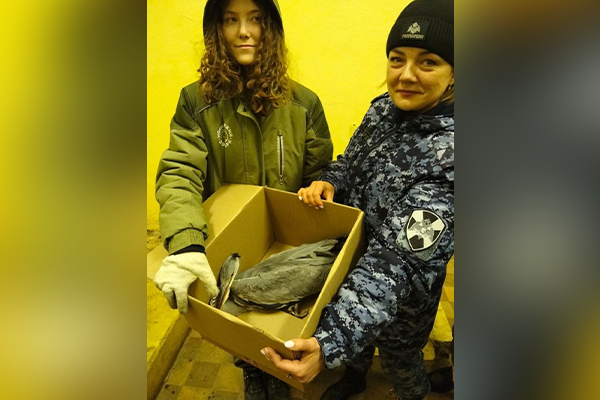 «Ледяная гостья» на охраняемом объекте: росгвардейцы спасли серую цаплю, пострадавшую от аномальных морозов в Москве